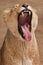 Lioness yawns with her fanged red mouth wide open, a humorous symbol of dentistry