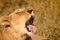 Lioness yawns, Londolozi Private Game Reserve, Kruger National P