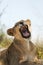 A lioness yawns in Tanzania, Africa