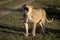 Lioness yawns widely on grass by track