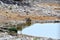 Lionesse drinking water in Etosha Park , Namibia