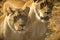 Lionesses