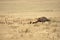 Lionesses attacking a water buffalo