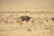 Lionesses attacking a water buffalo