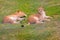 Lionesses in the bush Kenya