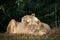 Lionesses chilling