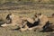 Lionesses and cubs enjoying the sun.