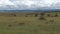 Lionesses with cubs walking in the plains