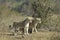 Lionesses Hunting