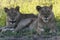 Lionesses on Kruger national park, South Africa