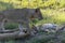 Lionesses on Kruger national park, South Africa