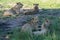 Lionesses on Kruger national park, South Africa