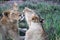 Lionesses on Kruger national park, South Africa