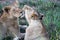 Lionesses on Kruger national park, South Africa