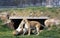 Lionesses at play