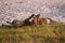 Lionesses playing with their cubs Chobe National Park