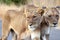 Lionesses Portrait