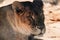 Lionesses portrait close-up on blurred background