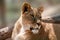 Lionesses portrait close-up on blurred background