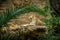 Lionesses rest on a cliff between palm leaves in Loro Parque, Tenerife