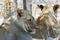 Lionesses resting in the shadow