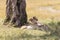 Lionesses sleeping under a tree in the Masai Mara