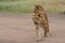 lionesses walking in the savanna in Serengeti National Park