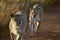 Lionesses walking in Welgevonden Game Reserve South Africa