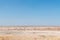 Lionesses watching oryx, springbok, ostrich and Burchells zebras