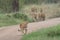 Lionesses and young lions walking in the savanna in Serengeti National Park