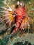 Lionfish