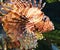 Lionfish