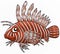 Lionfish