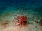 The lionfish and also called zebrafish during a leisure dive in Mabul Island. Semporna, Tawau. Sabah. Malaysia, Borneo.