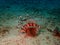 The lionfish and also called zebrafish during a leisure dive in Mabul Island. Semporna, Tawau. Sabah. Malaysia, Borneo.