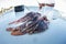 Lionfish Being Cleaned in Caribbean