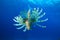 Lionfish on blue water background