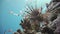 Lionfish on the coral reef underwater