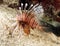 Lionfish or devil firefish,roatan,honduras