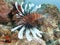 Lionfish or devil firefish,roatan,honduras