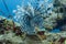 Lionfish displays full array of tentacles on coral reef