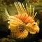 Lionfish genus Pterois