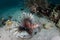 Lionfish Hunting on Seafloor