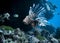 Lionfish hunts near the reef at the bottom of the Indian ocean