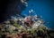 Lionfish hunts near the reef at the bottom of the Indian ocean