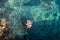 Lionfish hunts for small fish shoal