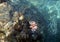 Lionfish hunts for small fish shoal
