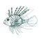 Lionfish with Long Dorsal Spines Vector Sketched Illustration