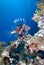 Lionfish over coral reef