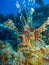 Lionfish over coral reef